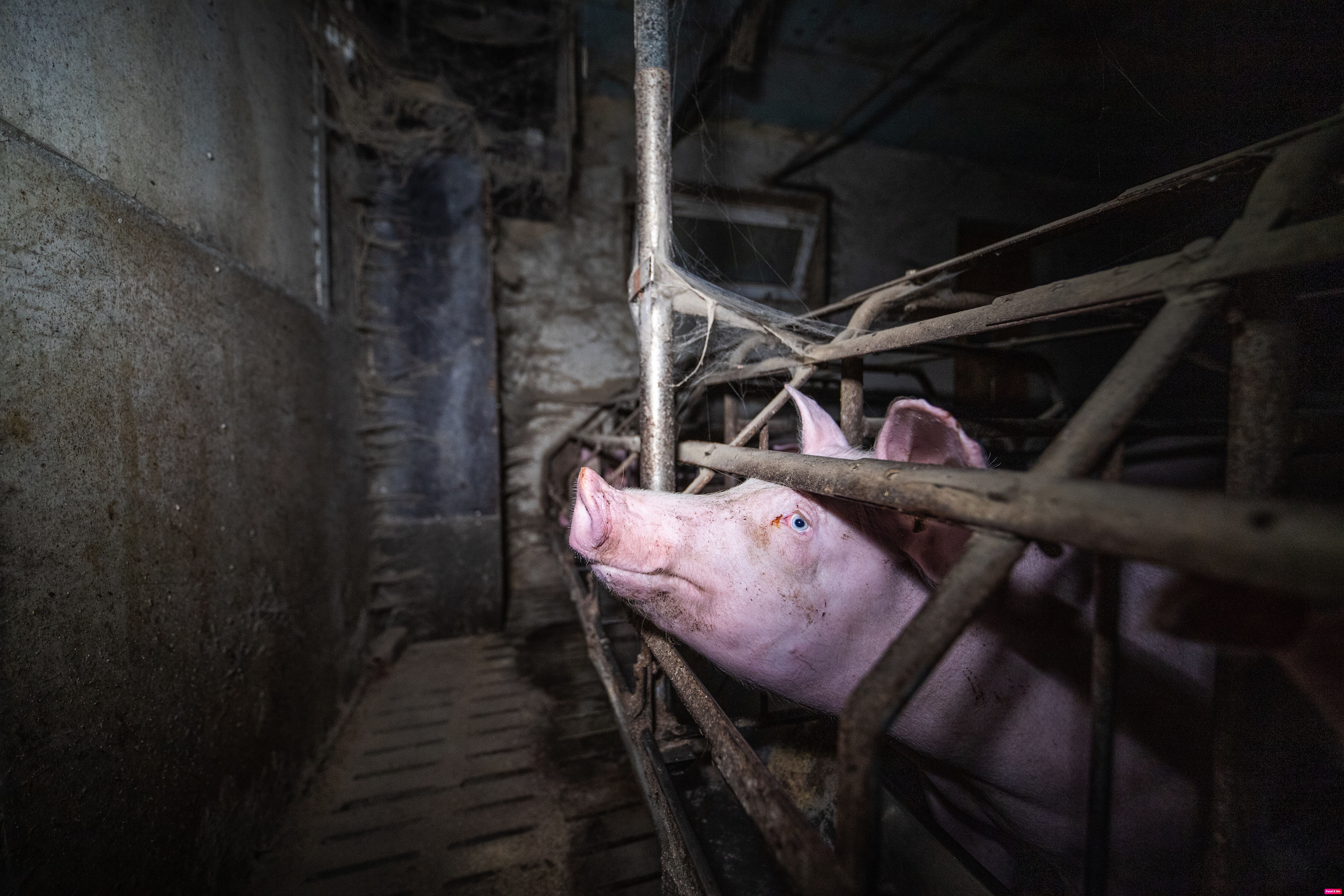 Maltraitance animale : dans le Finistère, un important élevage porcin condamné à de lourdes amendes
